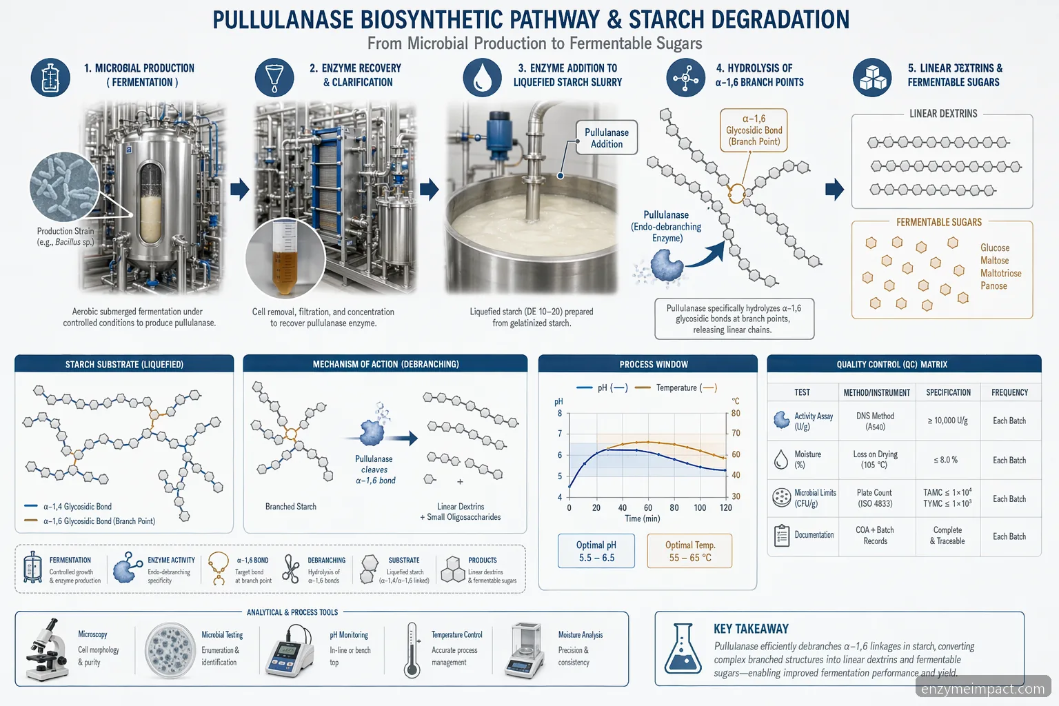 Schema del percorso biosintetico per pullulanase e degradazione dell’amido, con fermentazione, debranching, pH, temperatura e QC